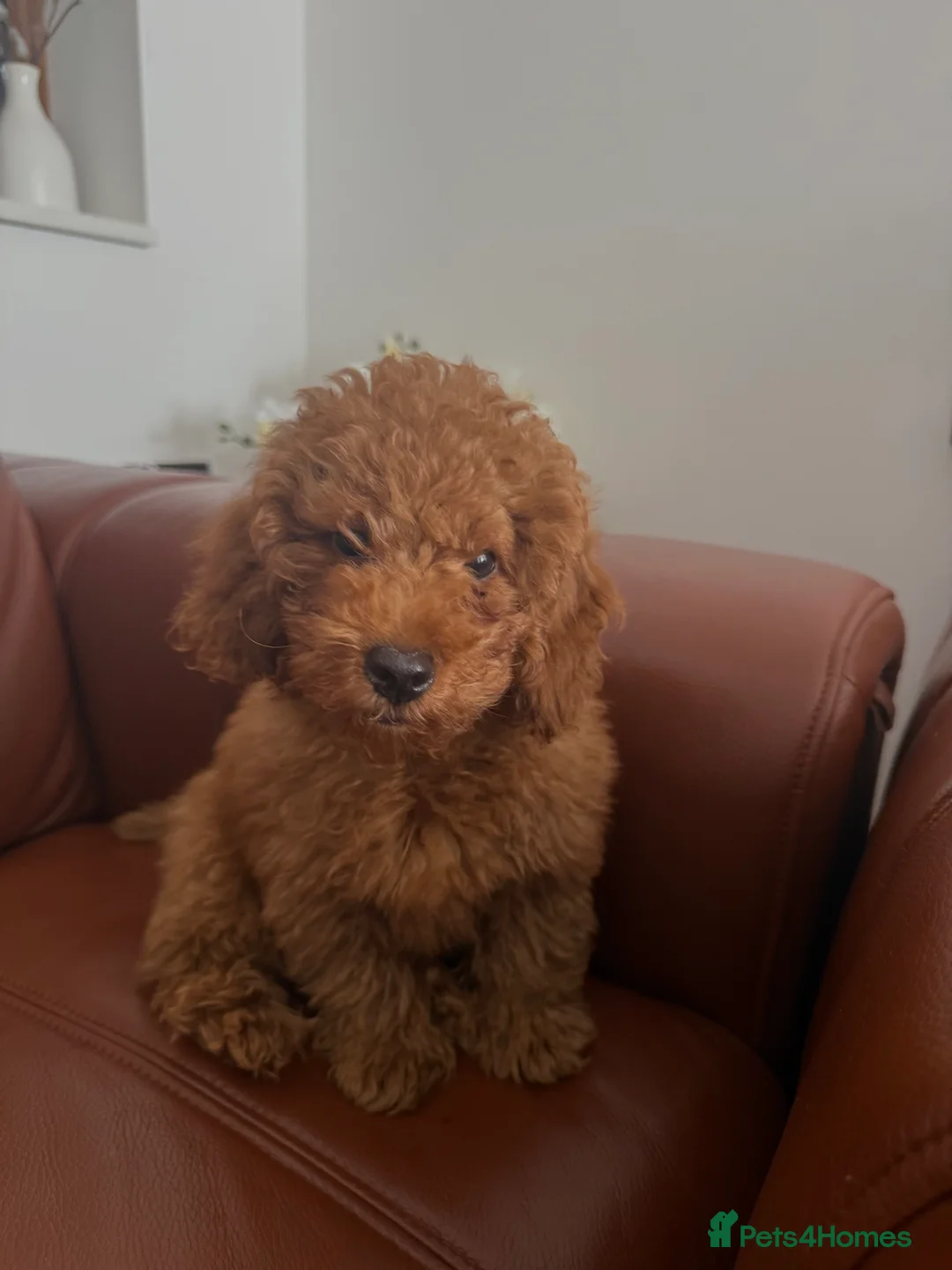 Photo shared by Blina I. with their Pets4Homes review