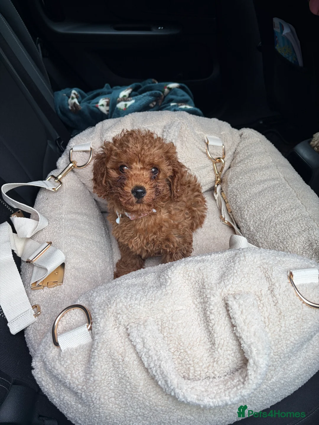 Photo shared by Mairead M. with their Pets4Homes review