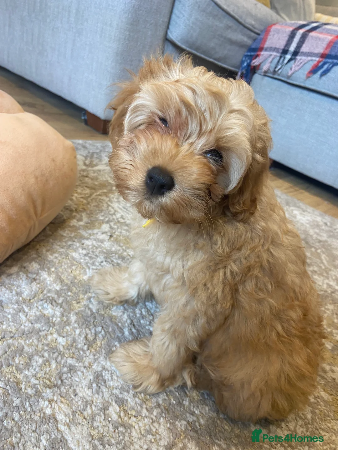 Photo shared by Jemima S. with their Pets4Homes review