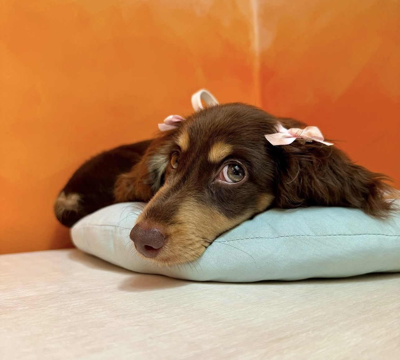 Chai resting on a turquoise cushion with pale pink bows