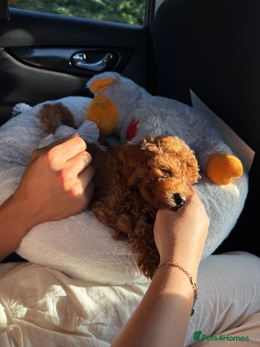 Photo shared by Tilly D. with their Pets4Homes review