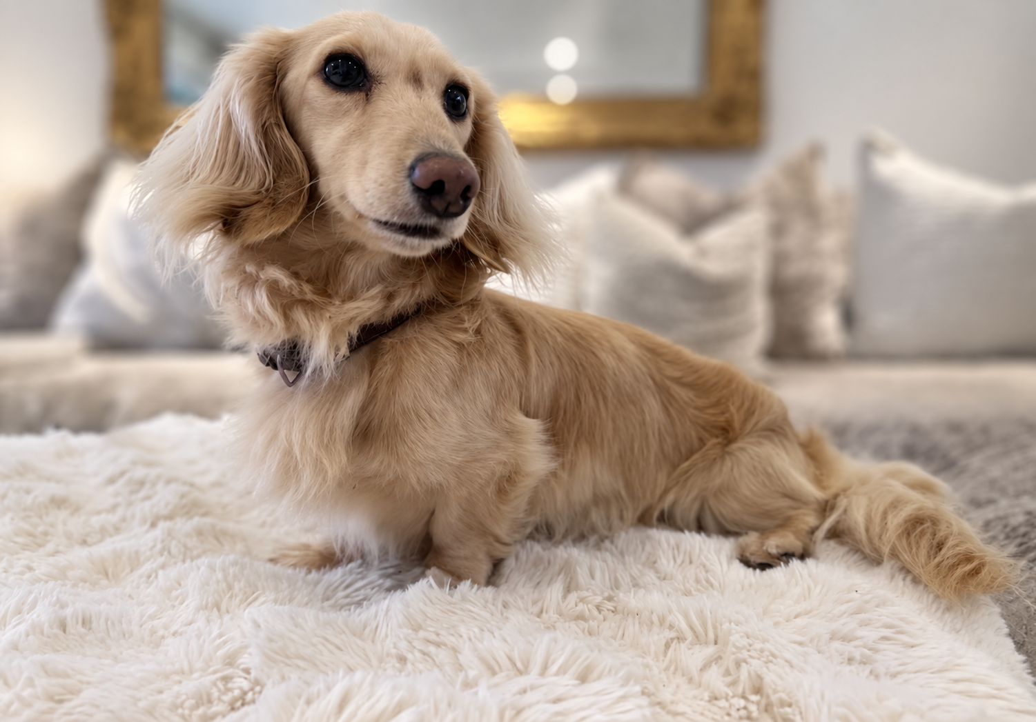 The girls’ long-haired cream miniature dachshund dad resting on a soft cream blanket