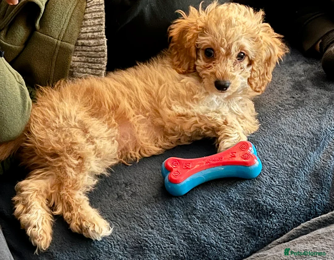 Photo shared by Miriam with their Pets4Homes review