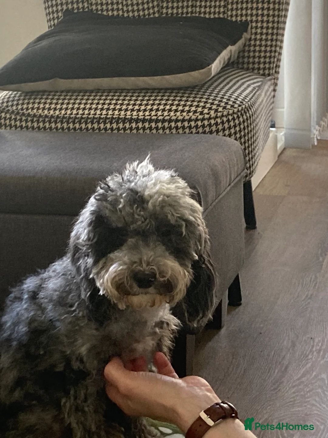 Photo shared by Andrew + Victoria with their Pets4Homes review
